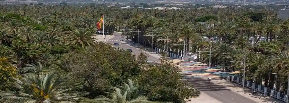 Vista panorámica de la ciudad de Elche con sus características palmeras